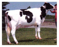 image vache Gen-I-Beq Brett Swann